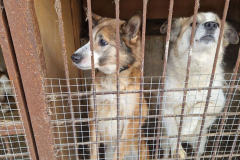 2026-02-04 Поездка в приют для животных «ГАВ» в Малых Вязёмах (5)